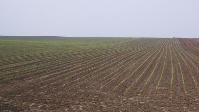 Levée du maïs