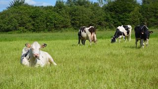 Pour entrer dans la démarche « laitiers responsables », les éleveurs de Sodiaal devront offrir une alimentation non OGM aux vaches et 150 jours de pâturage par an. (©Terre-net Média) Pour entrer dans la démarche « laitiers responsables », les éleveurs de Sodiaal devront offrir une alimentation non OGM aux vaches et 150 jours de pâturage par an. (©Terre-net Média)