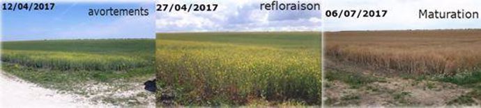 Évolution d'une parcelle de colza en 2017