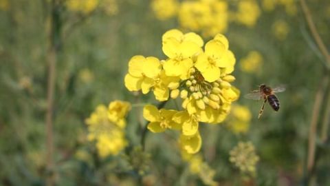 Considérés comme dangereux pour les abeilles, trois néonicotinoïdes sont désormais quasi-interdits en Europe. (©Terre-net Média) Considérés comme dangereux pour les abeilles, trois néonicotinoïdes sont désormais quasi-interdits en Europe. (©Terre-net Média)