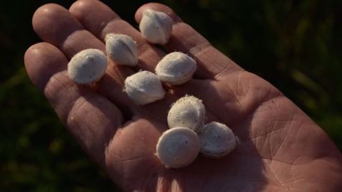 Les trichogrammes peuvent se trouver sous différentes formes : des capsules comprenant les oeufs à diffuser dans une parcelle ou bien les oeufs sont contenus dans des diffuseurs à disposer sur les plantes. (©Terre-net Média)