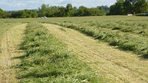 Selon les besoins de l'éleveur, son équipement matériel et les conditions météorologiques de sa région, son herbe pourra être stockée en enrubannage, ensilage ou foin. (©Terre-net Média) Selon les besoins de l'éleveur, son équipement matériel et les conditions météorologiques de sa région, son herbe pourra être stockée en enrubannage, ensilage ou foin. (©Terre-net Média)