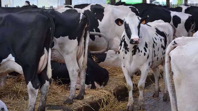 Les vaches sont sensibles à tout évènement inhabituel et peuvent avoir de vives réactions si elles se sentent prédatées.