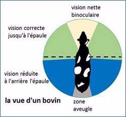 Le champs de vision d'un bovin