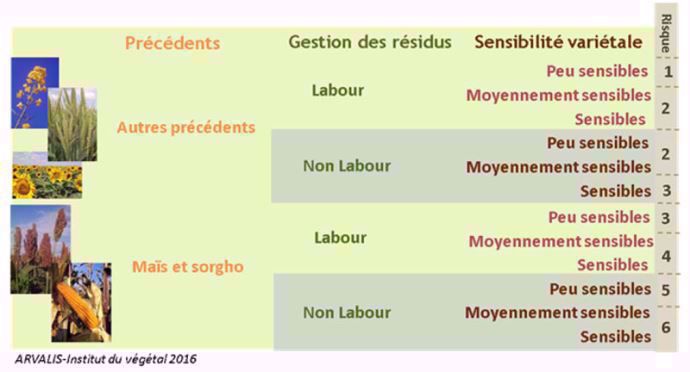 Grille d'évaluation sur triticale du risque d'accumulation du déoxynivalénol (Don) dans le grain