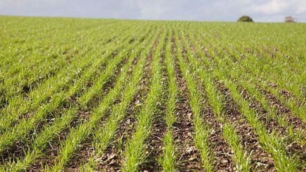 Pour optimiser l'implantation de la nouvelle prairie, il faudra d'abord éliminer toutes les causes de dégradation de l'ancienne et veiller à une bonne exploitation de la parcelle. (©Gnis)