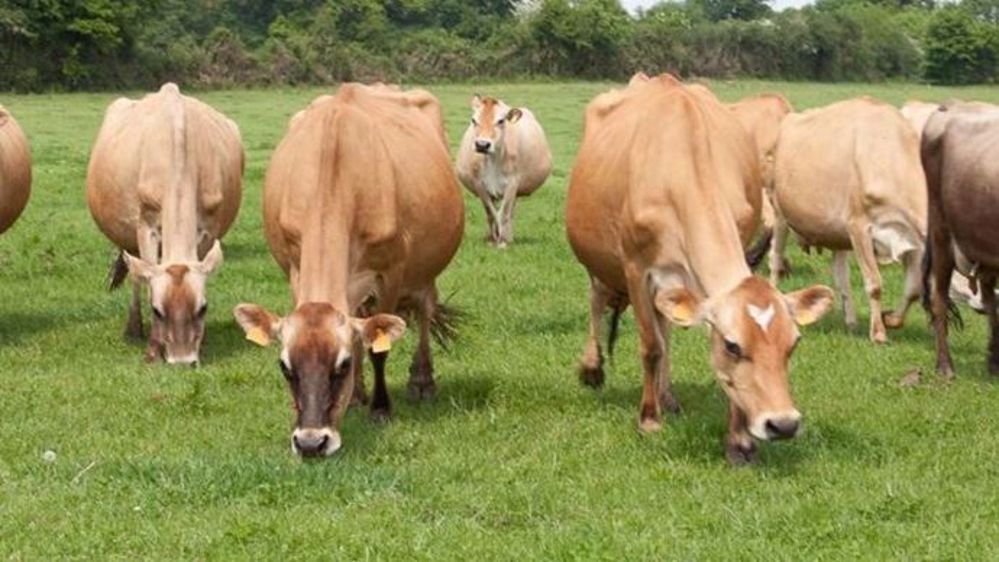 Visitez l'élevage du Gaec Lebret à l'occasion de l'assemblée générale de Jersiaises France. (©Jersiaise France)