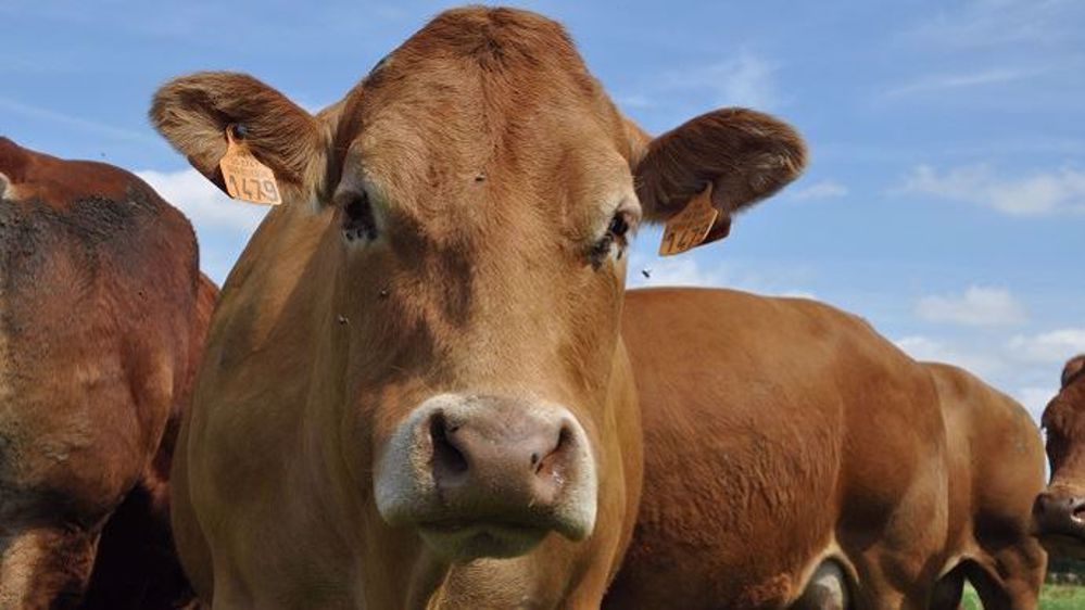 Les capteurs connectés du projet Cownect vont permettre de suivre et mesurer l'évolution des bovins de la race limousine. (©Terre-net Média)