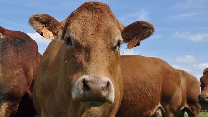 Les capteurs connectés du projet Cownect vont permettre de suivre et mesurer l'évolution des bovins de la race limousine.