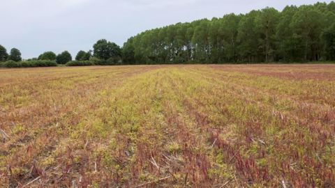 L'interdiction du glyphosate d'ici 3 ans ne sera pas gravée dans la loi, Stéphane Travert souhaite que les agriculteurs disposent de solutions alternatives. (©Watier-visuel)