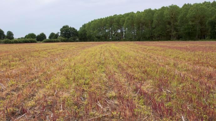 Cannes de maïs traitées au glyphosate