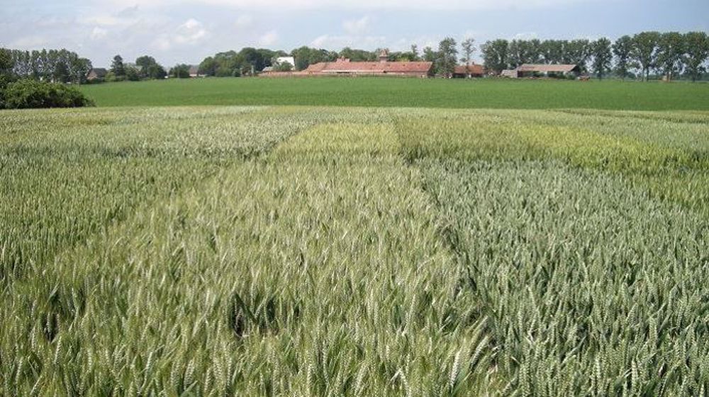 Les semences représentent un levier important pour réduire l'usage des produits phytosanitaires. (©Terre-net Média)