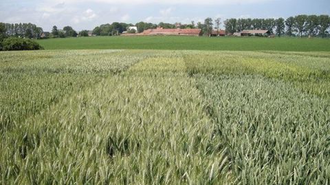 Les semences représentent un levier important pour réduire l'usage des produits phytosanitaires. (©Terre-net Média)
