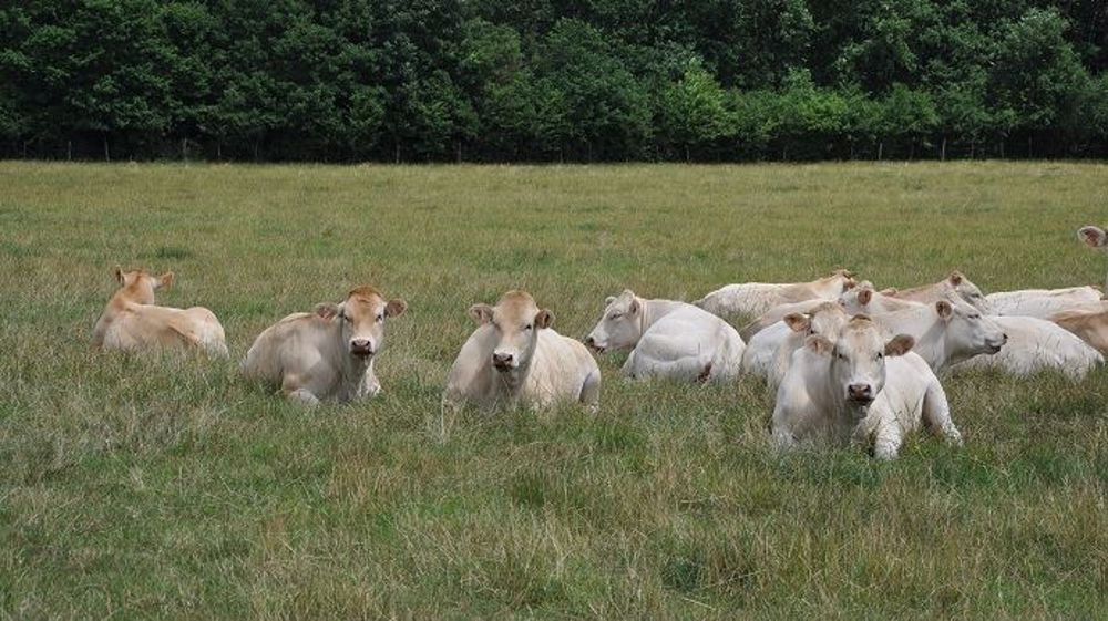 Contrairement aux Charolaises et aux Limousines, la Blonde d'Aquitaine est plus difficile à finir à l'herbe : il lui faudra deux mois de plus qu'un lot conduit en ration maïs/soja pour atteindre le même poids de carcasse (©Terre-net Média)