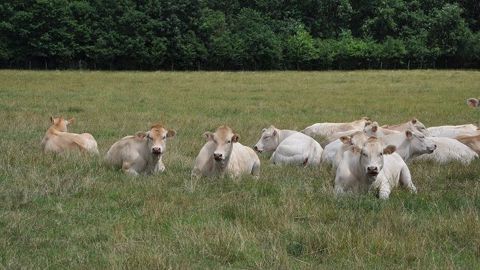 Contrairement aux Charolaises et aux Limousines, la Blonde d'Aquitaine est plus difficile à finir à l'herbe : il lui faudra deux mois de plus qu'un lot conduit en ration maïs/soja pour atteindre le même poids de carcasse (©Terre-net Média) Contrairement aux Charolaises et aux Limousines, la Blonde d'Aquitaine est plus difficile à finir à l'herbe : il lui faudra deux mois de plus qu'un lot conduit en ration maïs/soja pour atteindre le même poids de carcasse (©Terre-net Média)