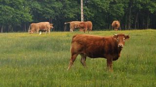 D'après les résultats d'essai, un pâturage tournant bien conduit (en respectant les hauteurs d'entrée et de sortie des animaux) s'avère tout aussi efficace qu'un pâturage dynamique qui demande à changer quasi quotidiennement les animaux de parcelles. (©Terre-net Média) D'après les résultats d'essai, un pâturage tournant bien conduit (en respectant les hauteurs d'entrée et de sortie des animaux) s'avère tout aussi efficace qu'un pâturage dynamique qui demande à changer quasi quotidiennement les animaux de parcelles. (©Terre-net Média)