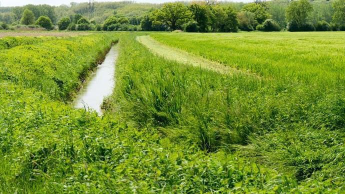 Implanter des bandes enherbées protège les cours d’eau des pollutions diffuses