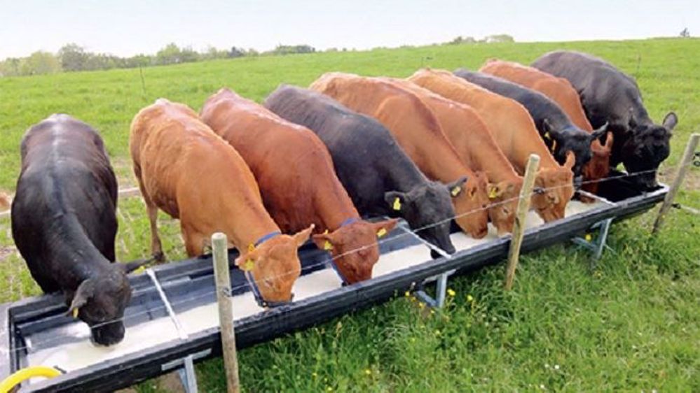 Valoriser le petit lait issu de la transformation fromagère c'est possible en engraissant des broutards. (©Agroscope)