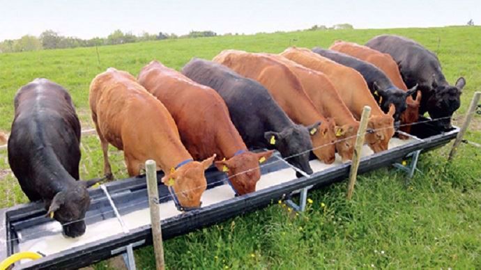 Le projet lactobeef du centre de recherche Agroscope : engraisser des bovins au petit lait issu de la transformation fromagère
