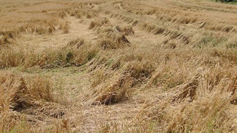 Plusieurs critères peuvent encore évoluer en fonction des conditions climatiques récentes tels que la teneur en protéines, la présence de mycotoxines, le temps de chute de Hagberg, etc. (©Arvalis-Institut du végétal)