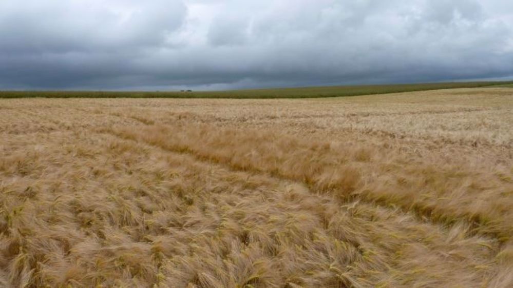 Les orges brassicoles du nord de l'Europe souffrent d'un déficit hydrique. (©Terre-net Média)