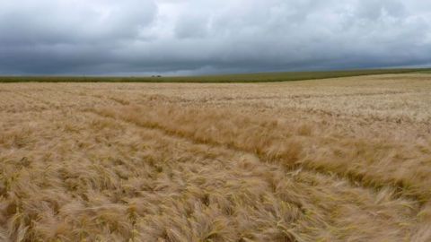 Les orges brassicoles du nord de l'Europe souffrent d'un déficit hydrique. (©Terre-net Média)