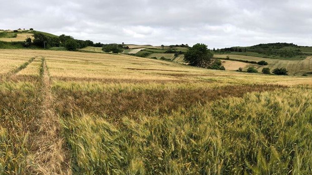 Essais en blé dur dans des conditions de milieu difficiles afin de tester les comportements de variétés. (©Arvalis-Institut du végétal)