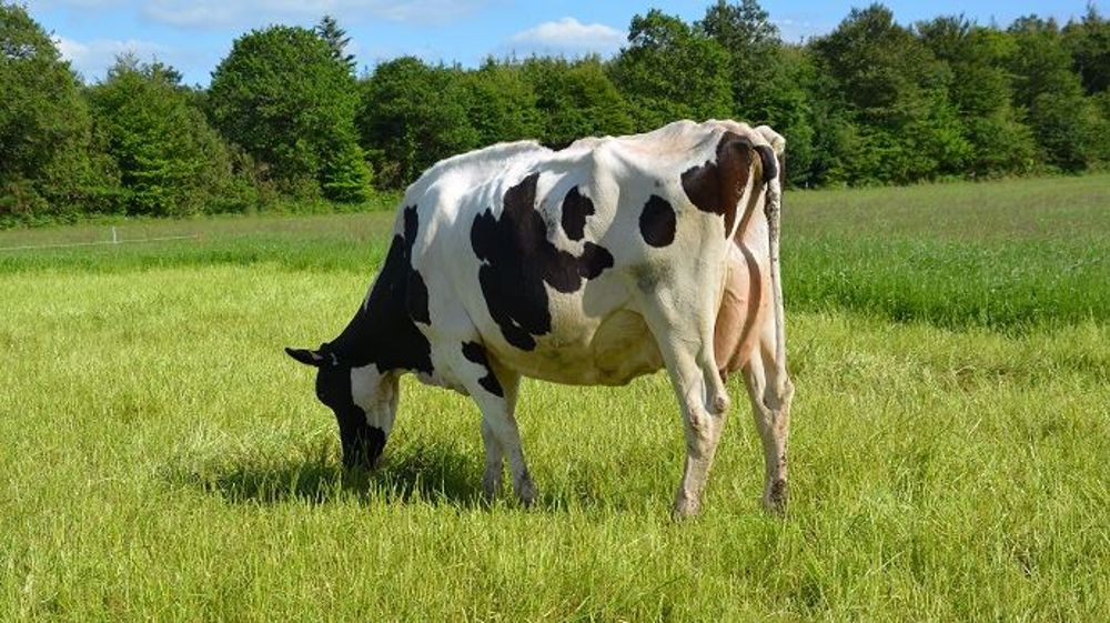 Afin de réduire les émission de GES de l'élevage laitier, la filière compte accompagner les éleveurs dans leurs projets. (©Terre-net Média)