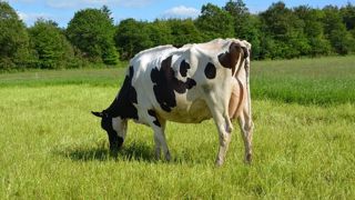 Afin de réduire les émission de GES de l'élevage laitier, la filière compte accompagner les éleveurs dans leurs projets. (©Terre-net Média) Afin de réduire les émission de GES de l'élevage laitier, la filière compte accompagner les éleveurs dans leurs projets. (©Terre-net Média)