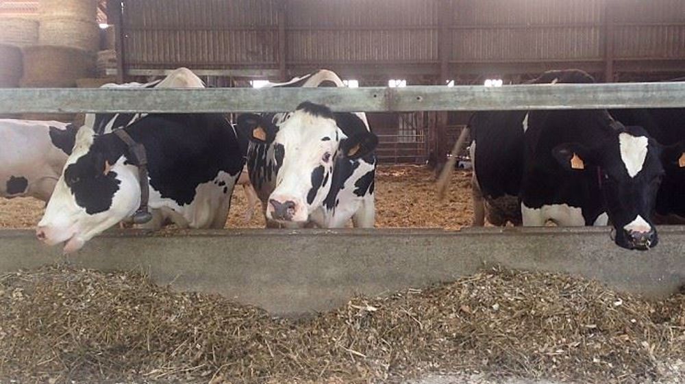 Du lithothamne dans la ration des vaches laitières pour son effet tampon (©Terre-net Média) Du lithothamne dans la ration des vaches laitières pour son effet tampon (©Terre-net Média)