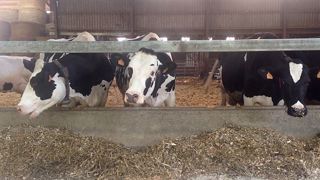 Du lithothamne dans la ration des vaches laitières pour son effet tampon (©Terre-net Média) Du lithothamne dans la ration des vaches laitières pour son effet tampon (©Terre-net Média)