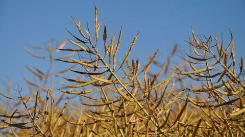 Les premières récoltes de colza ont commencé en début de semaine. (©Terre-net Média)