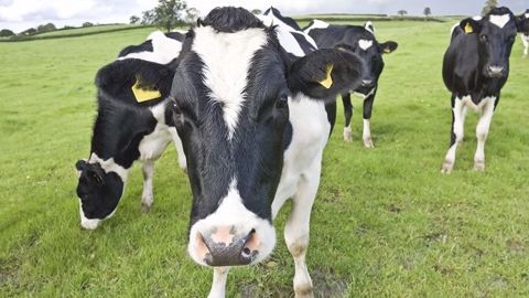 Techna lance l'outil Reprolac pour concilier reproduction et performance de production (©Fotolia)