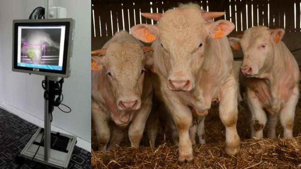 Cet'automatique contrôle le bon étourdissement des animaux à l'abattoir grâce à ses technologies qui déclenchent le réflex cornéen des animaux (©Terre-net Média/Neotec-vision)