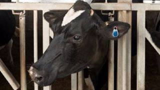 Le capteur d'oreille eSense suit l'activité et le comportement des vaches laitières (©SCR by Allflex) Le capteur d'oreille eSense suit l'activité et le comportement des vaches laitières (©SCR by Allflex)