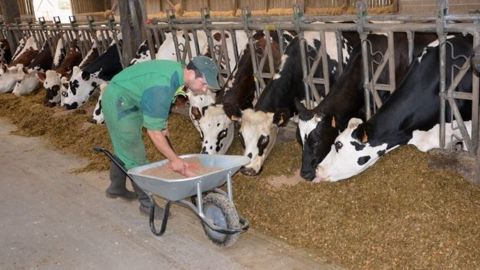L'économie en achat de concentrés doit financer les frais de stockage, la préparation et la distribution des céréales, mais aussi le travail supplémentaire pour l'éleveur. (©Terre-net Média) L'économie en achat de concentrés doit financer les frais de stockage, la préparation et la distribution des céréales, mais aussi le travail supplémentaire pour l'éleveur. (©Terre-net Média)