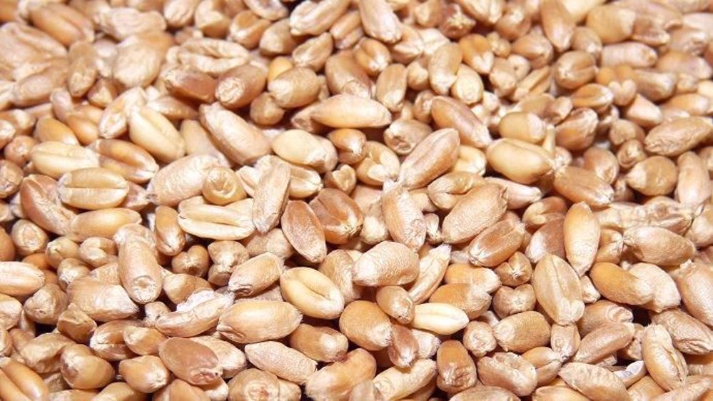 La récolte française de blé tendre est annoncée en baisse suite aux conditions climatiques de l'hiver et du printemps. (©Terre-net Média)