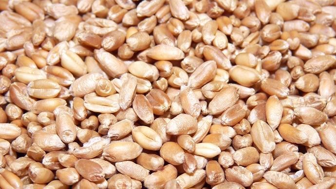 Grains de blé