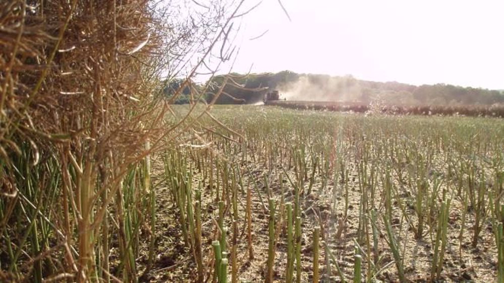 Alors que la moisson se termine, l'heure est aux premiers bilans. (©Terre-net Média) 