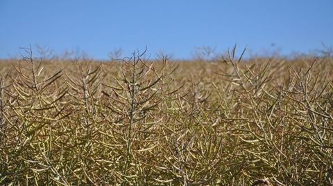 La campagne colza 2018 a été marquée par un contexte climatique difficile et une forte pression ravageurs. (©Terre-net Média)