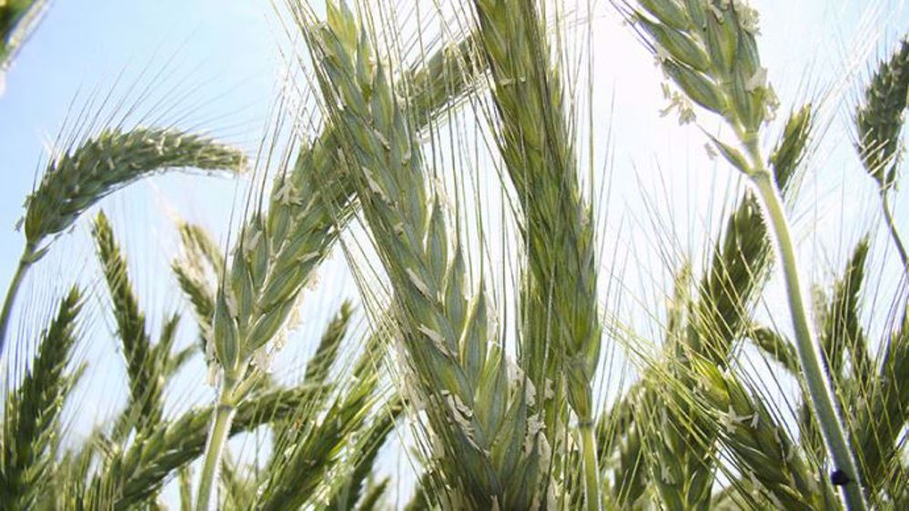 Cette synthèse regroupe les essais variétaux de triticales nationaux. (©Arvalis-Institut du végétal)