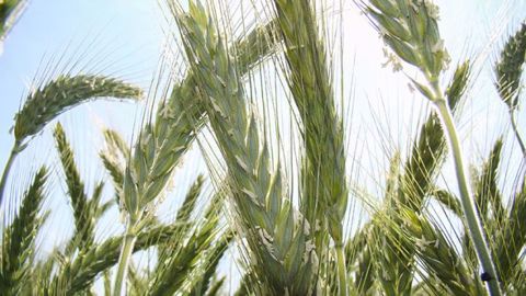 Cette synthèse regroupe les essais variétaux de triticales nationaux. (©Arvalis-Institut du végétal) Cette synthèse regroupe les essais variétaux de triticales nationaux. (©Arvalis-Institut du végétal)