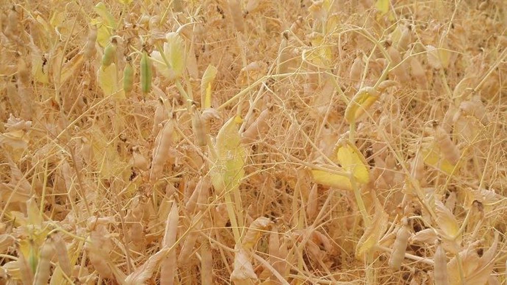 Pour les pois d'hiver, le rendement moyen serait d'environ 40 q/ha, avec une fourchette de 20 à 50 q/ha. (©Terre-net Média)
