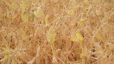 Pour les pois d'hiver, le rendement moyen serait d'environ 40 q/ha, avec une fourchette de 20 à 50 q/ha. (©Terre-net Média)