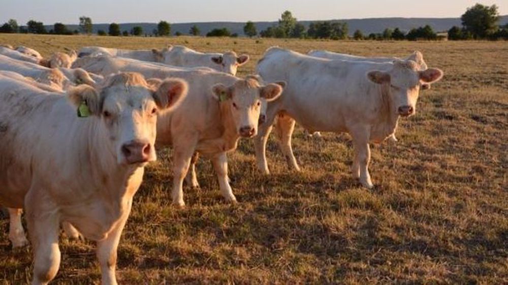 Alors que l'herbe manque dans les prairies, Stéphane Travert a annoncé des aides au transport de foin. (©Terre-net Média)