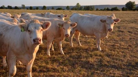 Alors que l'herbe manque dans les prairies, Stéphane Travert a annoncé des aides au transport de foin. (©Terre-net Média)