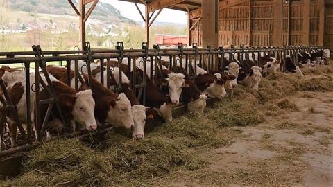 Au niveau individuel, le stade et le rang de lactation, la génétique, la saison et le rapport TB/TP influencent la fromageabilité du lait. (©Terre-net Média) Au niveau individuel, le stade et le rang de lactation, la génétique, la saison et le rapport TB/TP influencent la fromageabilité du lait. (©Terre-net Média)