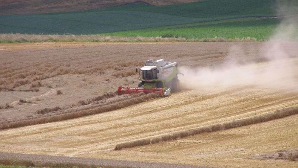 Le service statistique du ministère de l'agriculture, Agreste, a révisé, début août, son estimation de rendement national moyen en blé tendre à 71,1 q/ha. (©Terre-net Média)