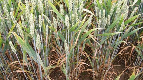La prophylaxie est essentielle pour lutter ou limiter l’impact de certains pathogènes. (©Arvalis-Institut du végétal)