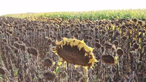 L'institut technique prévoit de faibles PMG pour les cultures de tournesol cette année, suite à la sécheresse. (©Terre-net Média) L'institut technique prévoit de faibles PMG pour les cultures de tournesol cette année, suite à la sécheresse. (©Terre-net Média)
